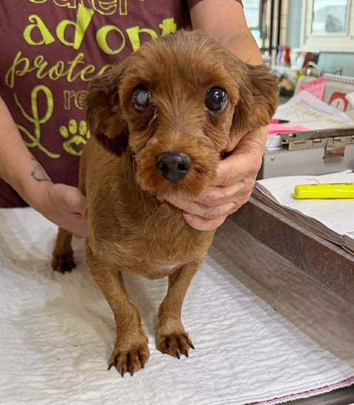 GOLDEN VALLEY - Havanese for adoption in Shreveport