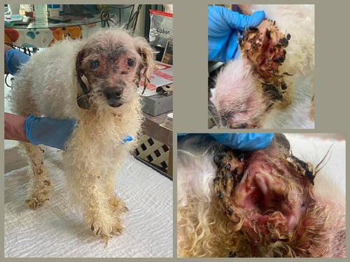 HARMONY (NOT YET AVAILABLE) - Maltese / Poodle (Miniature) for adoption in Shreveport