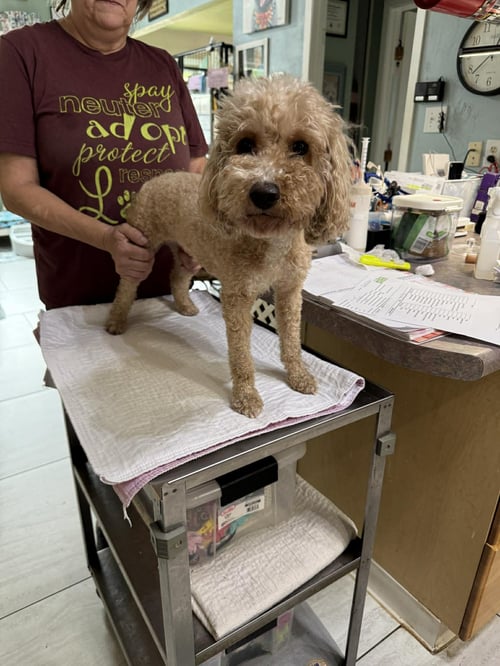 CHOUTEAU - Cavalier King Charles Spaniel / Poodle (Miniature) for adoption in Shreveport