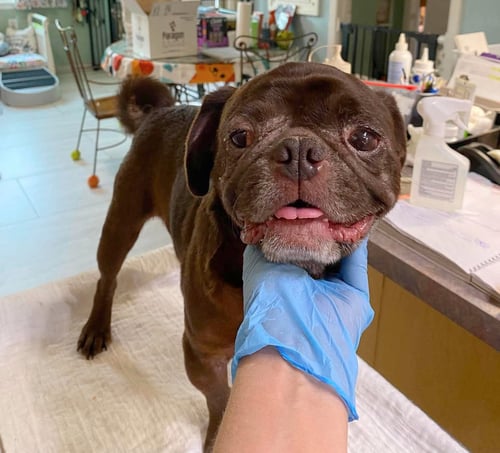 BOONE (NOT YET AVAILABLE) - Pug for adoption in Shreveport
