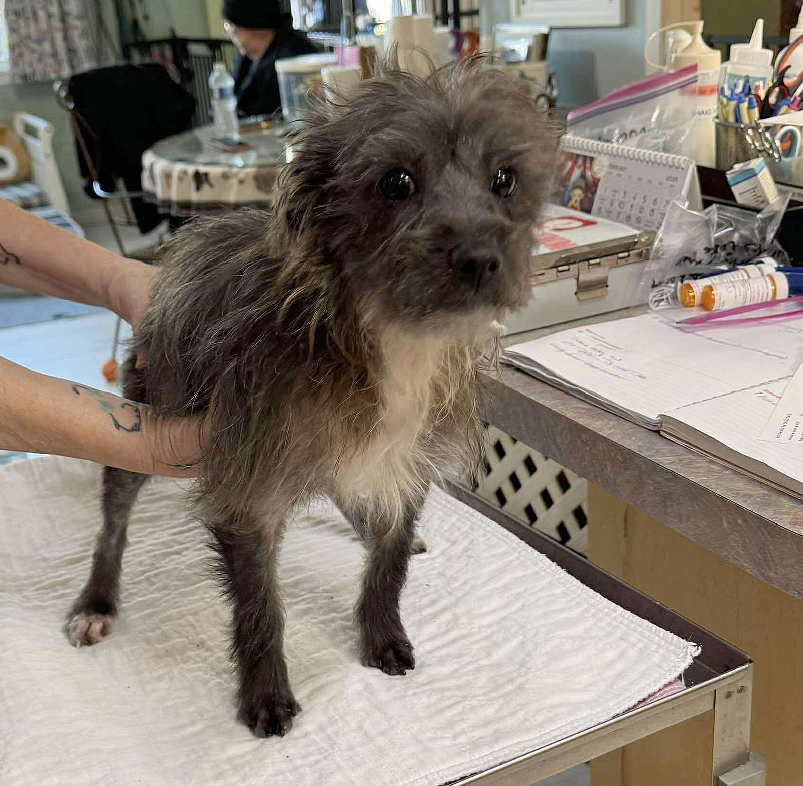 SWEET GUM (NOT YET AVAILABLE) - Schnauzer available for adoption