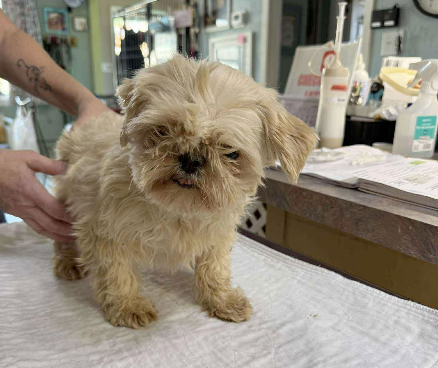OBION (NOT YET AVAILABLE) - Shih Tzu available for adoption
