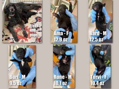 FREYA'S PUPS (NOT YET AVAILABLE) - Poodle (Standard) for adoption in Shreveport