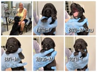 Freya's pups (NOT YET AVAILABLE) - Photo 2