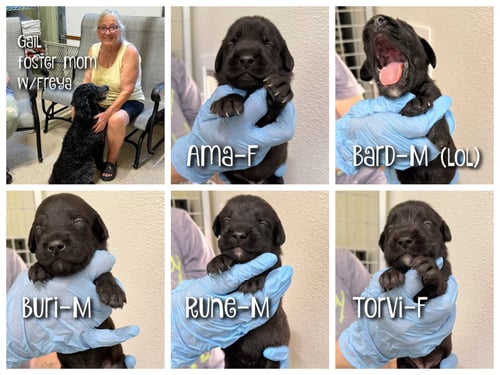 FREYA'S PUPS (NOT YET AVAILABLE) - Poodle (Standard) available for adoption
