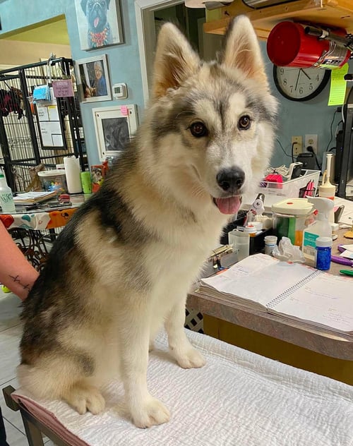 DIXIE ANN (NOT YET AVAILABLE)