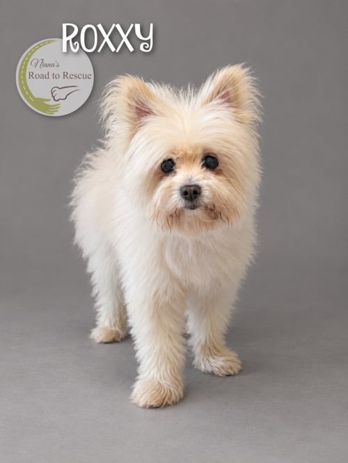 ROXXY - Maltese / Pomeranian for adoption in Shreveport