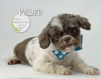 Willard - Photo 1