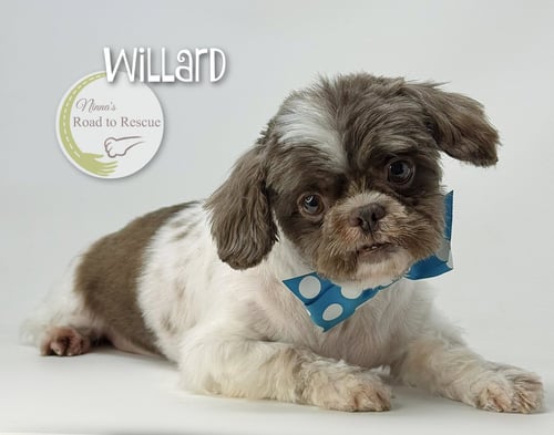 WILLARD - Shih Tzu for adoption in Shreveport