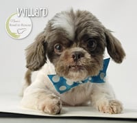 Willard - Photo 2