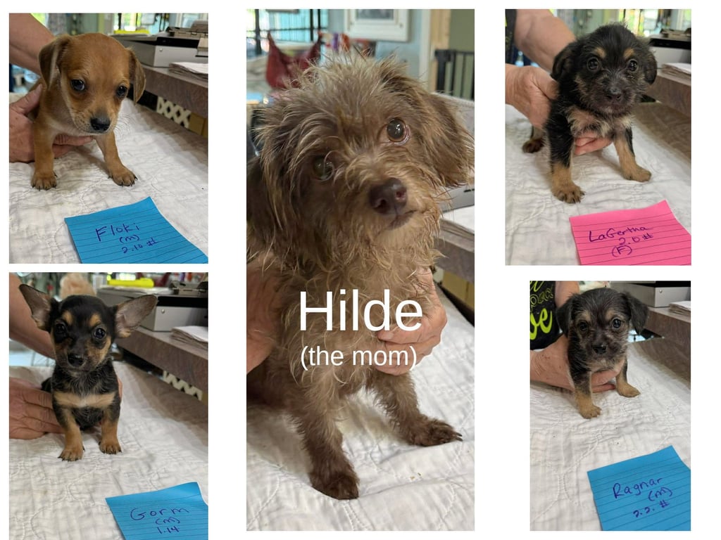Viking pups and mom (NOT YET AVAILABLE) Image
