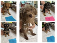 Viking pups and mom (NOT YET AVAILABLE) - Photo 1