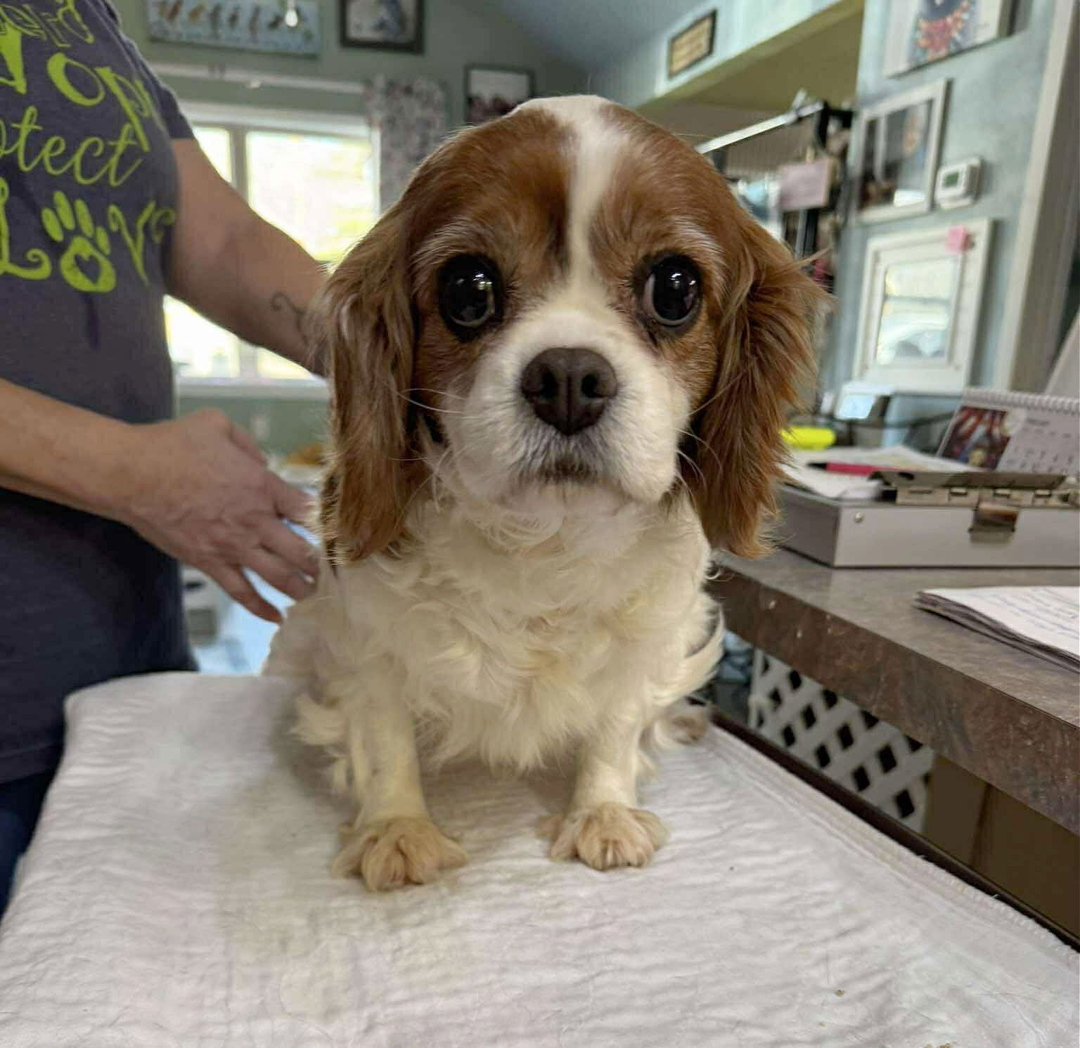 SUMNER (NOT YET AVAILABLE) - Cavalier King Charles Spaniel available for adoption
