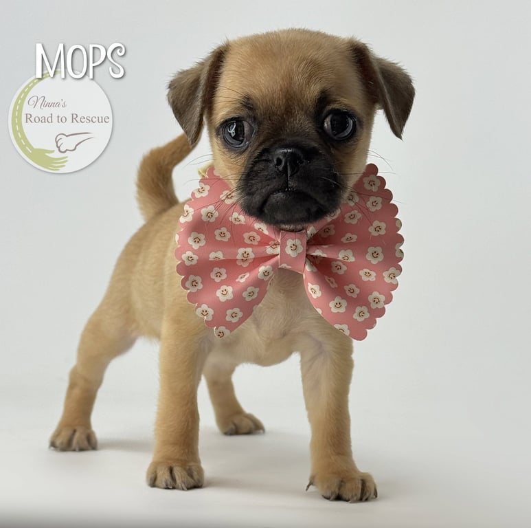 Mops Image
