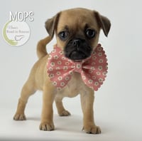 Mops - Photo 1