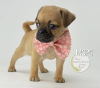 Mops - Photo 2