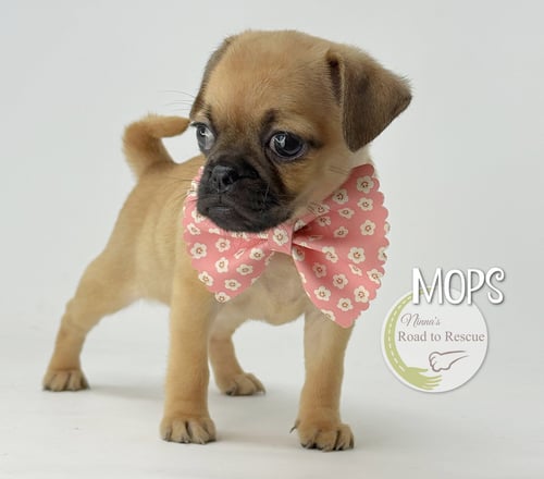 MOPS - Pug available for adoption