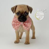 Mops - Photo 3