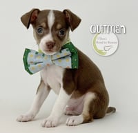 Quitman - Photo 1