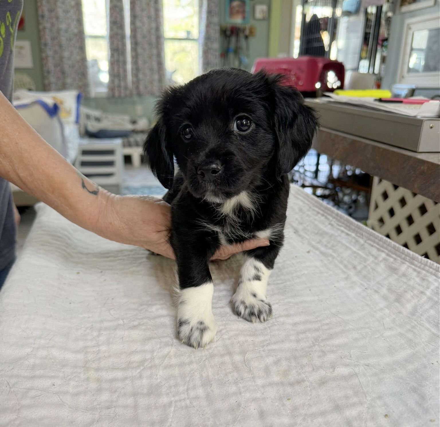 TART (NOT YET AVAILABLE) - Cockapoo available for adoption