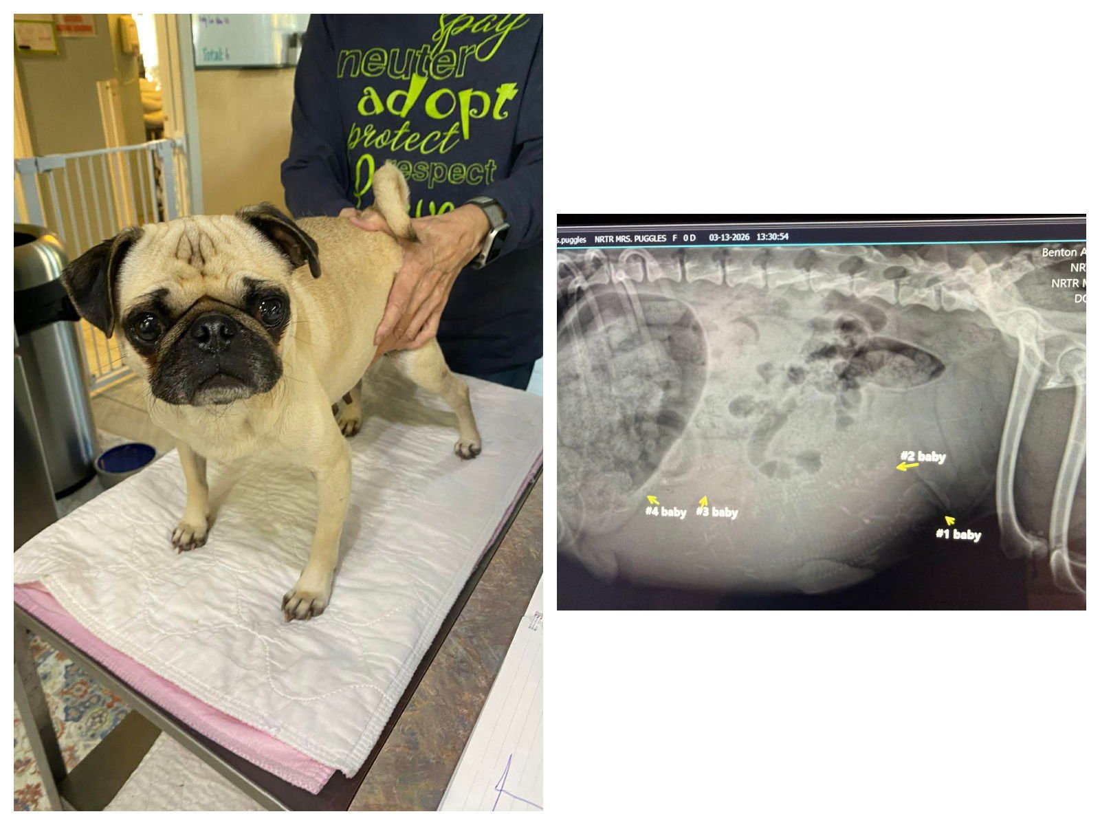 MRS. PUGGLES - Pug for adoption in Shreveport