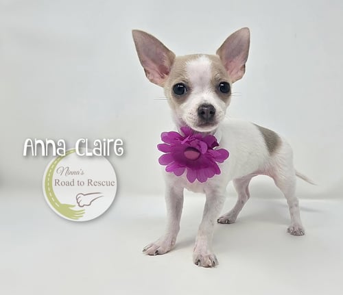 ANNA CLAIRE