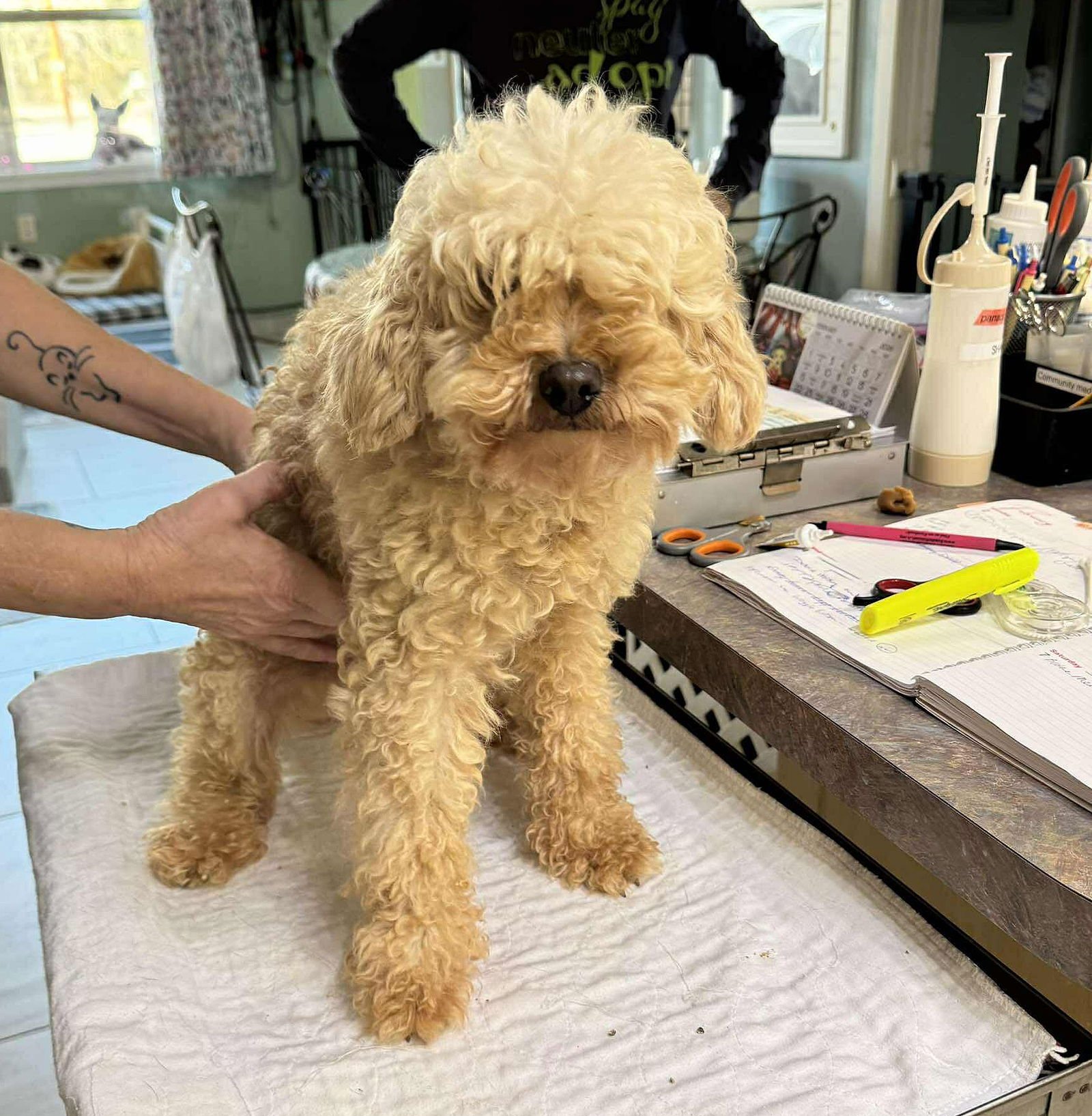 NASHVILLE (NOT YET AVAILABLE) - Poodle (Miniature) available for adoption