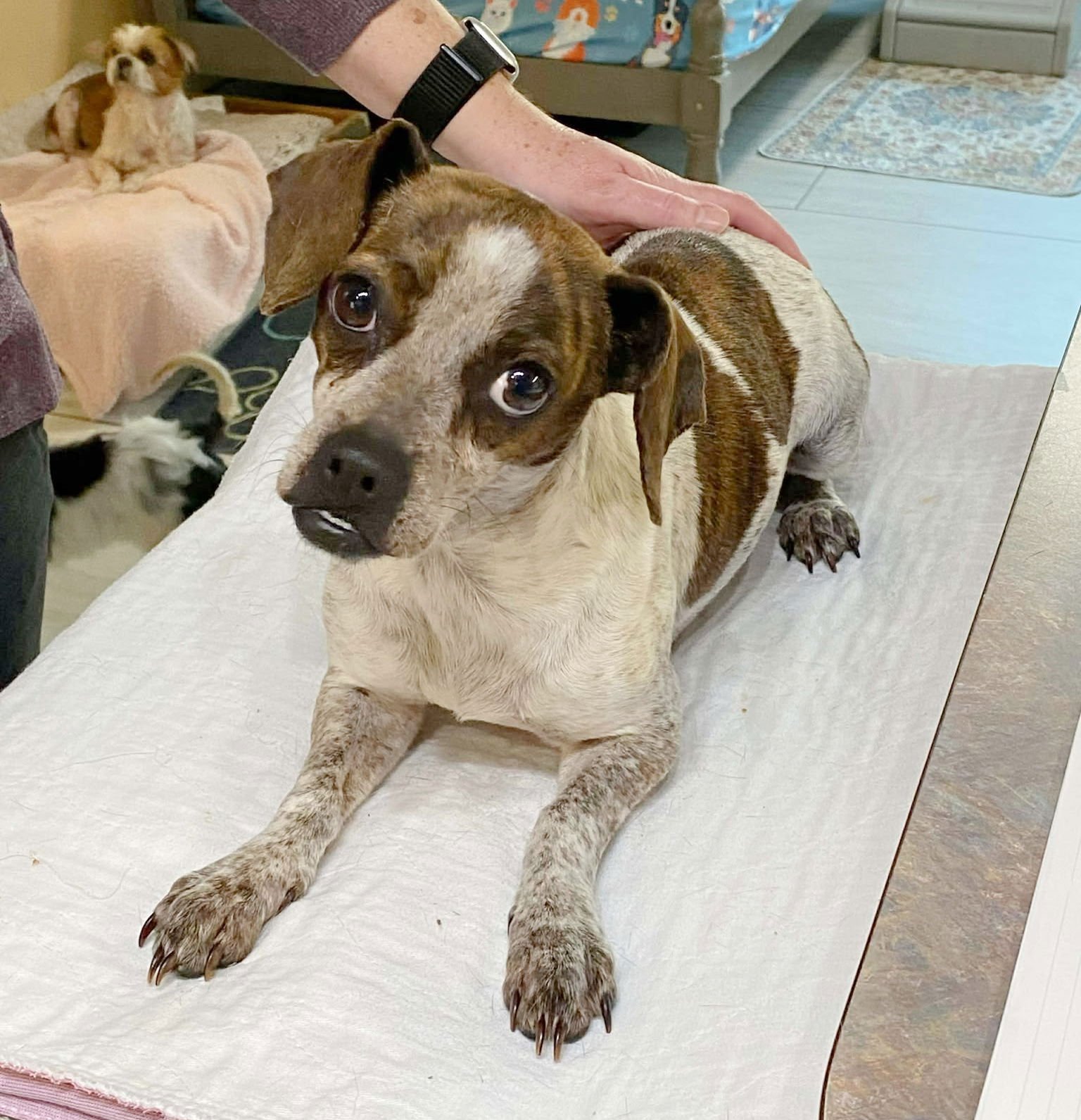 ECLAIR - Rat Terrier / Feist available for adoption