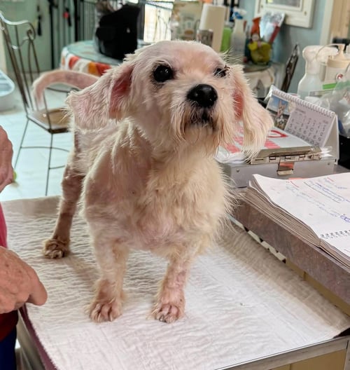 JETT (NOT YET AVAILABLE) - Maltese for adoption in Shreveport