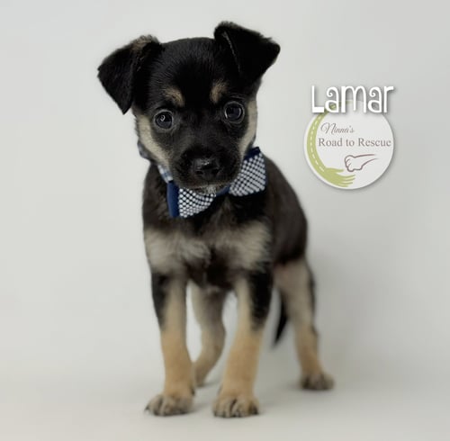 LAMAR - Chihuahua for adoption in Shreveport