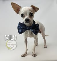 Milo - Photo 1