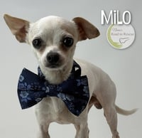 Milo - Photo 2