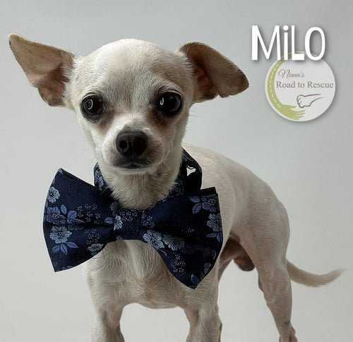 MILO - Chihuahua available for adoption