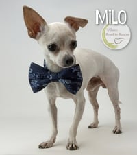 Milo - Photo 3