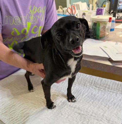 GEORGINA (NOT YET AVAILABLE) - Dachshund / Chihuahua for adoption in Shreveport
