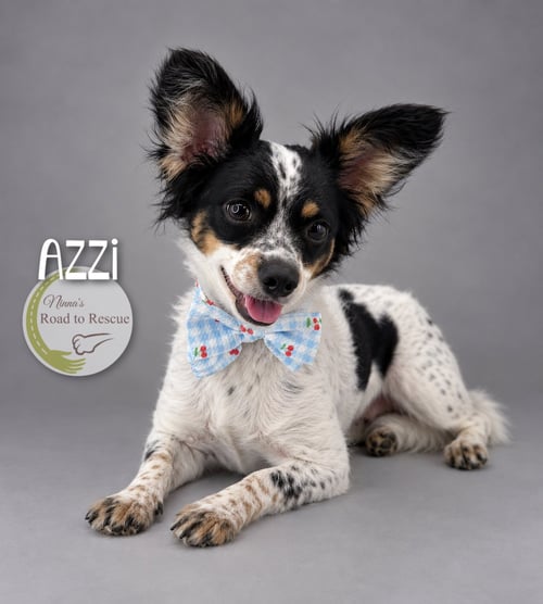 AZZI - Papillon / Yorkshire Terrier Yorkie available for adoption