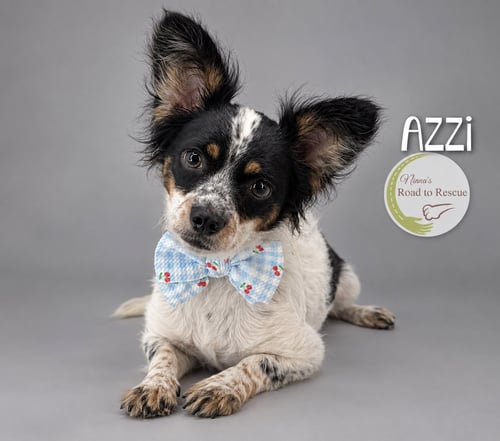 AZZI - Papillon / Yorkshire Terrier Yorkie available for adoption