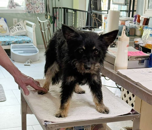 SKITCH - Cairn Terrier for adoption in Shreveport