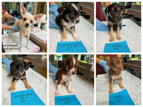 MISSISSIPPI AND HER PUPS (NOT YET AVAIL)