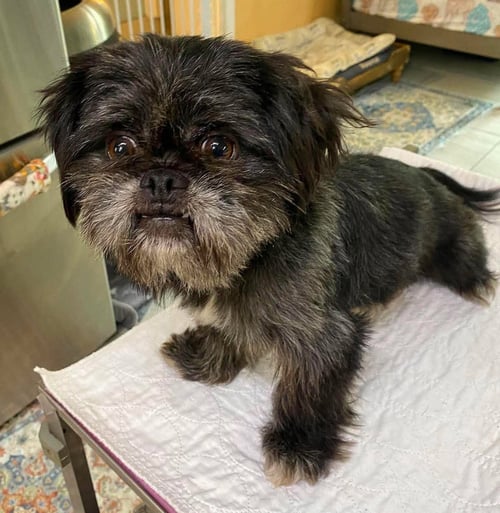BRAMBLE (NOT YET AVAILABLE) - Shih Tzu for adoption in Shreveport
