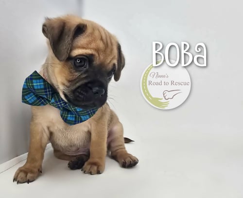 BOBA - Pug available for adoption
