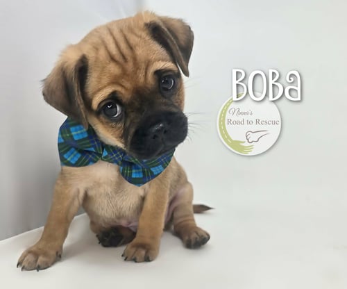 BOBA - Pug available for adoption