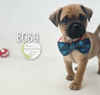 Boba - Photo 3