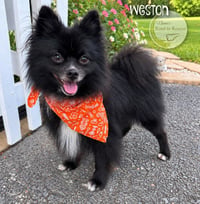 Weston - Photo 2