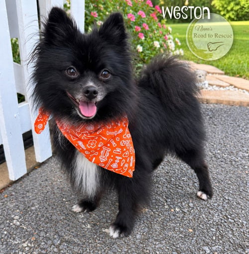 WESTON - Pomeranian available for adoption