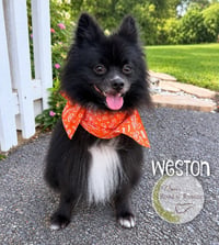 Weston - Photo 1