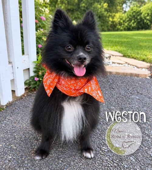 WESTON - Pomeranian for adoption in Shreveport