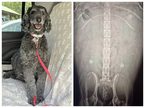 FREYA (NOT AVAILABLE) - Poodle (Standard) for adoption in Shreveport