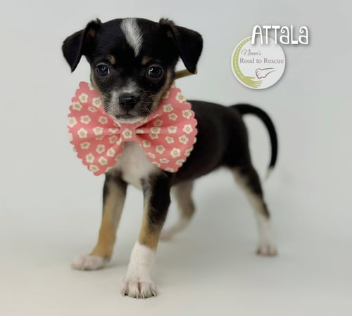ATTALA
