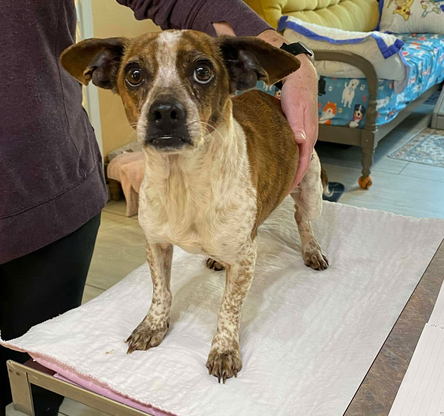 PRALINE - Rat Terrier / Feist available for adoption